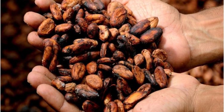 Kakao fiyatlarında büyük gerileme! Uzmanlar ne diyor?