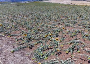 Tekirdağ’da dolu bilançosu: 35 bin dekar ekili alan zarar gördü